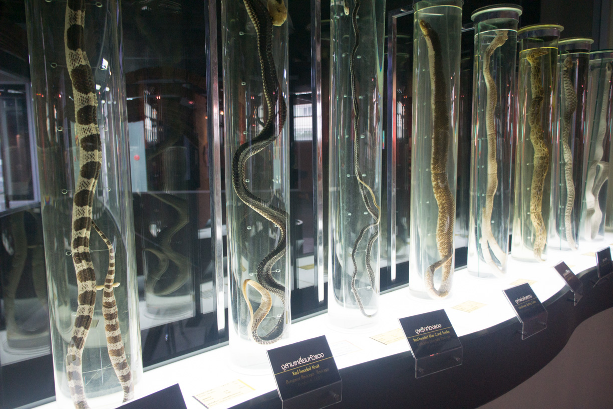 Bangkok Snake Farm - Hudson&Passport